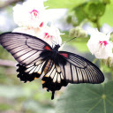 Black winged butterfly  screen for extension Chrome web store in OffiDocs Chromium