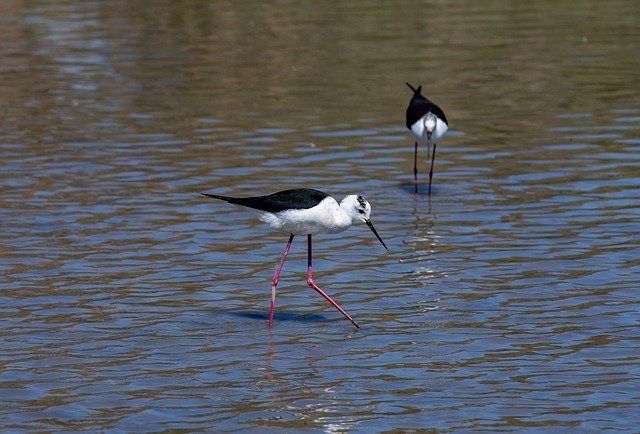 Скачать бесплатно Black-Winged Stilt Birds - бесплатное фото или изображение для редактирования с помощью онлайн-редактора изображений GIMP