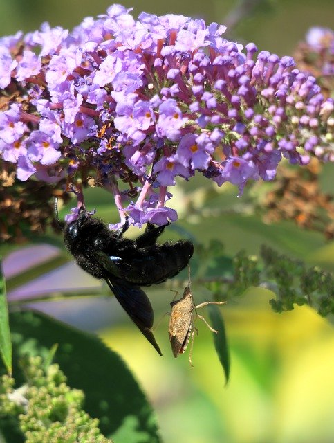 Kostenloser Download Black Wooden Bee Hornet Bug Nectar - kostenloses Foto oder Bild zur Bearbeitung mit GIMP Online-Bildbearbeitung