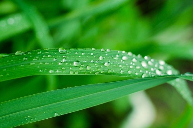 Free download Blade Drops Of Water Nature -  free photo or picture to be edited with GIMP online image editor