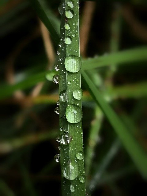 Free download Blade Grass Dewdrop -  free photo or picture to be edited with GIMP online image editor