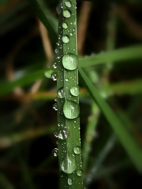 Gratis download Blade Grass Dewdrop - gratis foto of afbeelding om te bewerken met GIMP online afbeeldingseditor