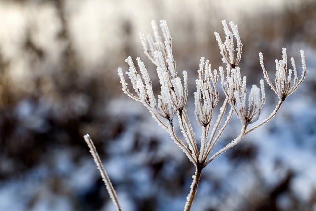 Free download blade of grass frost cold winter free picture to be edited with GIMP free online image editor