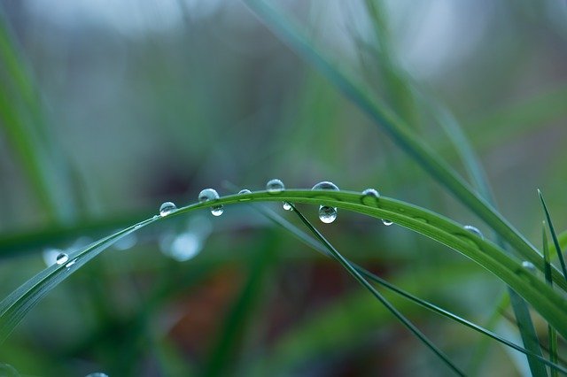 Unduh gratis Blade Of Grass Macro Nature Close - foto atau gambar gratis untuk diedit dengan editor gambar online GIMP