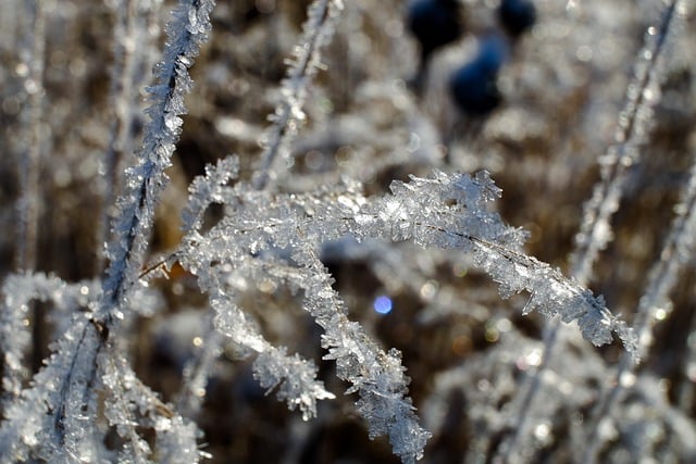 Téléchargement gratuit d'une image gratuite de macro de brin d'herbe d'hiver à modifier avec l'éditeur d'images en ligne gratuit GIMP