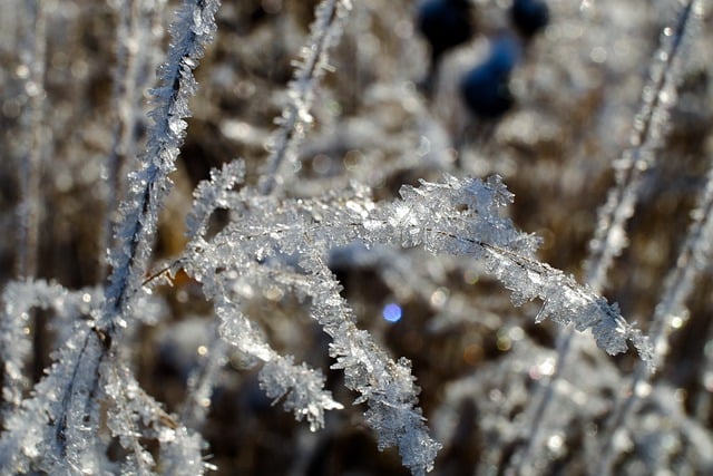 Free download blade of grass macro winter free picture to be edited with GIMP free online image editor