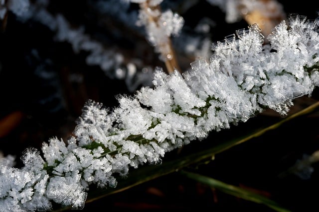 Free graphic blade of grass ripe ice crystals to be edited by GIMP free image editor by OffiDocs