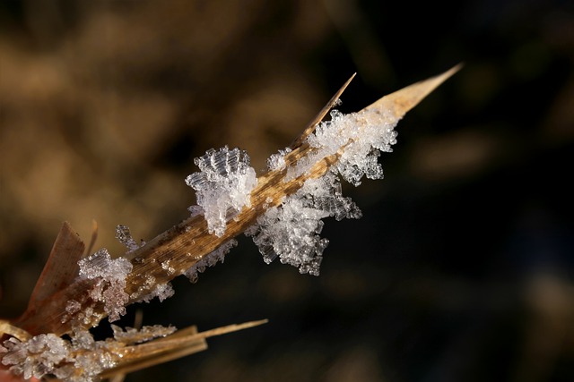 Free download blade of grass winter frost ice free picture to be edited with GIMP free online image editor