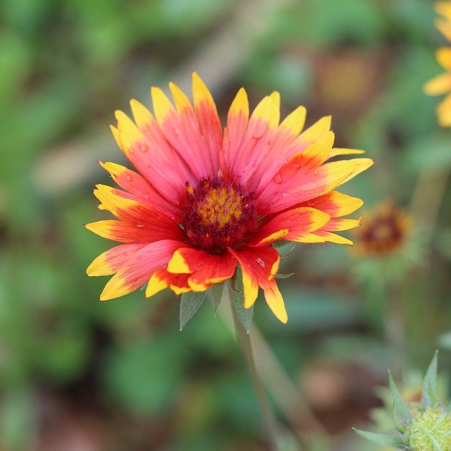 Free download Blanket Flower Bloom -  free photo or picture to be edited with GIMP online image editor