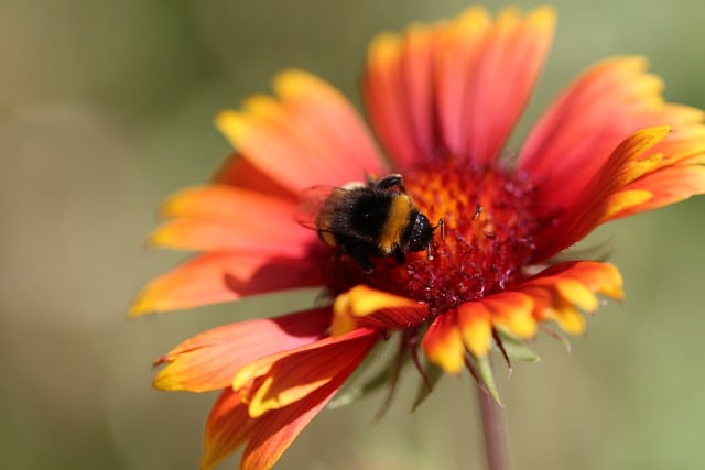 Free download blanket flower flower close up free picture to be edited with GIMP free online image editor