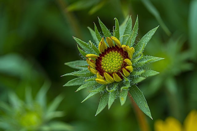 Free download blanketflower flower plant free picture to be edited with GIMP free online image editor