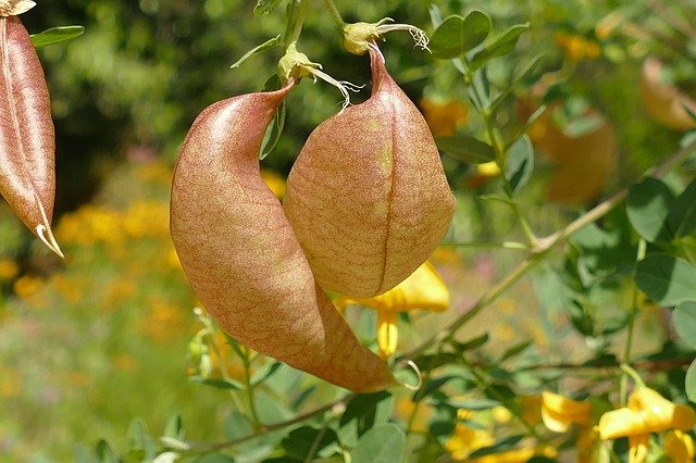 Бесплатно скачать blazenstruik colutea arborescens l бесплатное изображение для редактирования с помощью бесплатного онлайн-редактора изображений GIMP