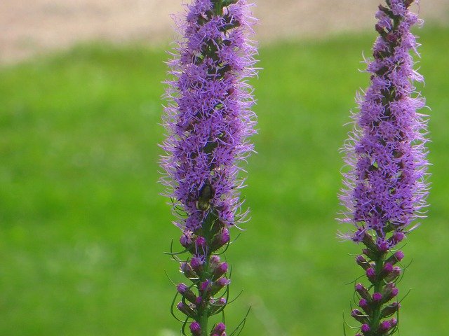 Free download Blazing Star Purple -  free photo or picture to be edited with GIMP online image editor