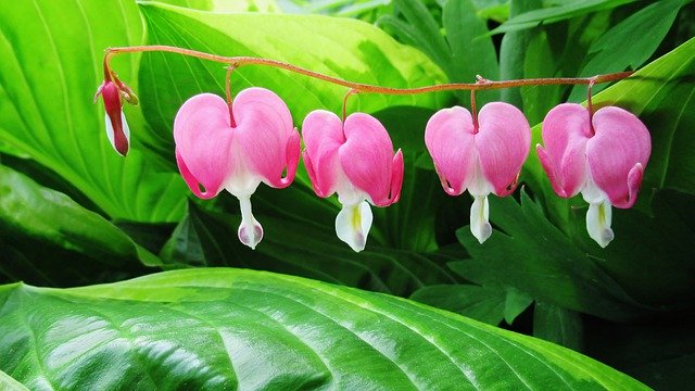 Free picture Bleeding Heart Flower Pink -  to be edited by GIMP free image editor by OffiDocs