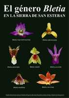 Free download bletia_san_esteban free photo or picture to be edited with GIMP online image editor