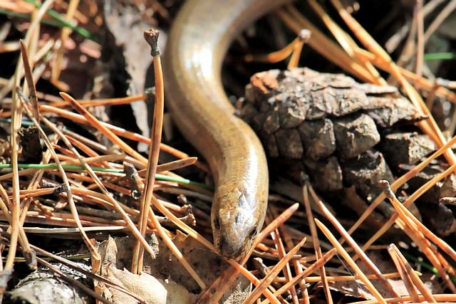 ดาวน์โหลดฟรี blindworm งู สัตว์เลื้อยคลาน ธรรมชาติ ภาพฟรีที่จะแก้ไขด้วย GIMP โปรแกรมแก้ไขรูปภาพออนไลน์ฟรี