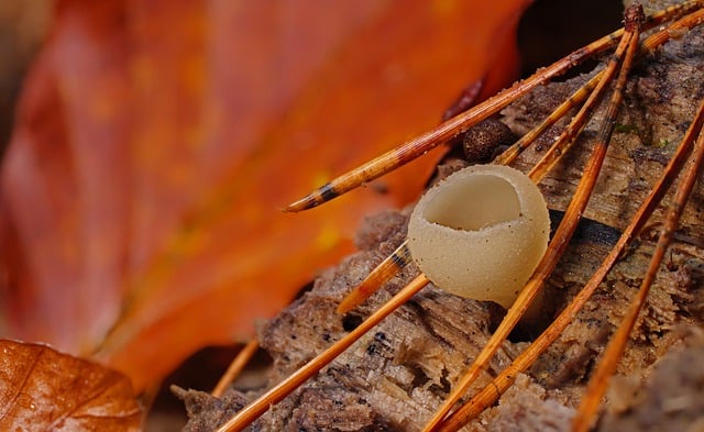 ດາວໂຫລດຟຣີ blistered mugling ເຫັດ mugling ຮູບຟຣີທີ່ຈະແກ້ໄຂດ້ວຍ GIMP ບັນນາທິການຮູບພາບອອນໄລນ໌ຟຣີ