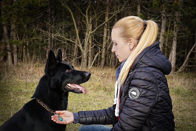 Free download blonde german shepherd woman dog free picture to be edited with GIMP free online image editor
