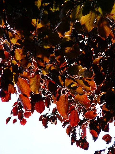 Free download blood beech leaves purple beech free picture to be edited with GIMP free online image editor