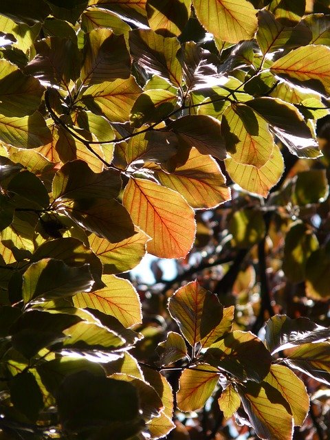 Free download blood beech purple beech a book free picture to be edited with GIMP free online image editor