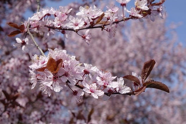 Free download blood plum nature spring free picture to be edited with GIMP free online image editor