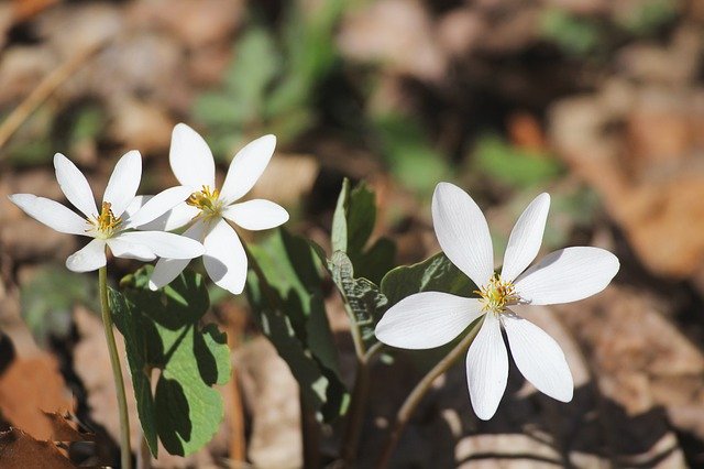 Unduh gratis Blood Root Sanguinaria Canadensis - foto atau gambar gratis untuk diedit dengan editor gambar online GIMP