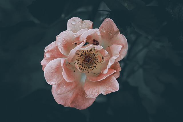 Free download bloom blooming flower after the rain free picture to be edited with GIMP free online image editor