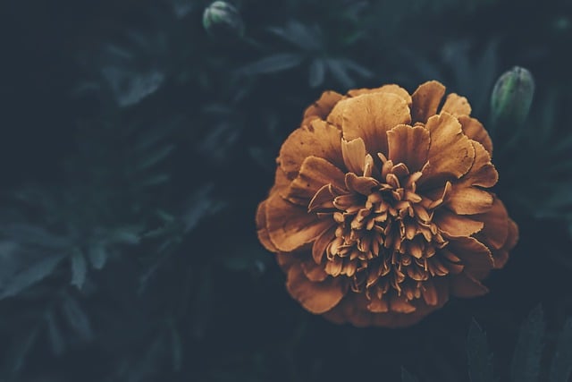 Бесплатно загрузите цветущий цветок темный цветок бесплатное изображение для редактирования в GIMP бесплатный онлайн-редактор изображений