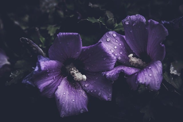Free download bloom blooming flowers dark free picture to be edited with GIMP free online image editor