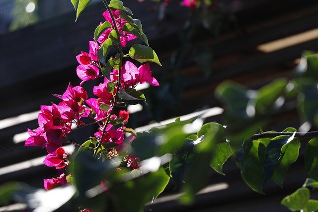 Bloom Crimson Greens'i ücretsiz indirin - GIMP çevrimiçi resim düzenleyici ile düzenlenecek ücretsiz fotoğraf veya resim