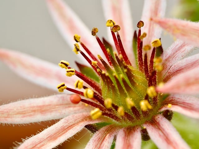 Free download bloom flowering macro close up free picture to be edited with GIMP free online image editor