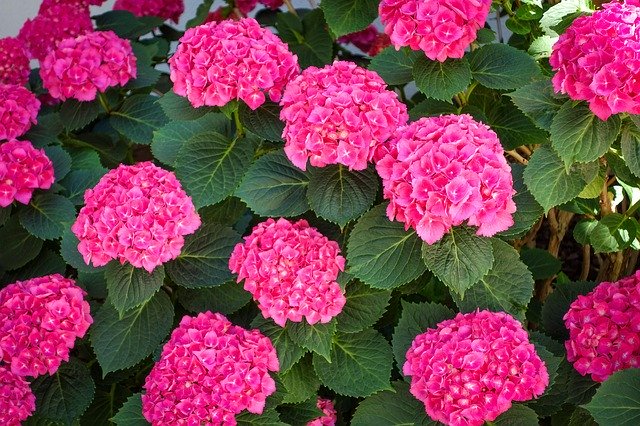 دانلود رایگان Bloom Flowers Pink - عکس یا تصویر رایگان قابل ویرایش با ویرایشگر تصویر آنلاین GIMP