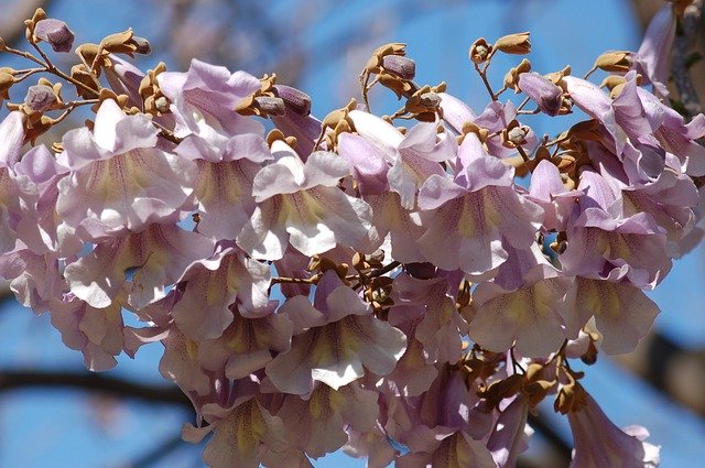 Download gratuito Bloom Flowers Spring: foto o immagine gratuita da modificare con l'editor di immagini online GIMP