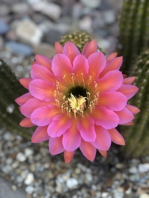 Muat turun percuma Blooming Cactus Arizona Spring - foto atau gambar percuma untuk diedit dengan editor imej dalam talian GIMP