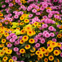 Blooming chrysanthemum flowers in garden  screen for extension Chrome web store in OffiDocs Chromium