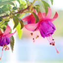 Blooming flower pots  screen for extension Chrome web store in OffiDocs Chromium