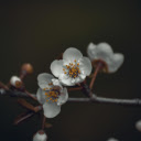 Blooming flowers on thin branch  screen for extension Chrome web store in OffiDocs Chromium