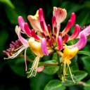 Blooming Honeysuckle Flowers  screen for extension Chrome web store in OffiDocs Chromium