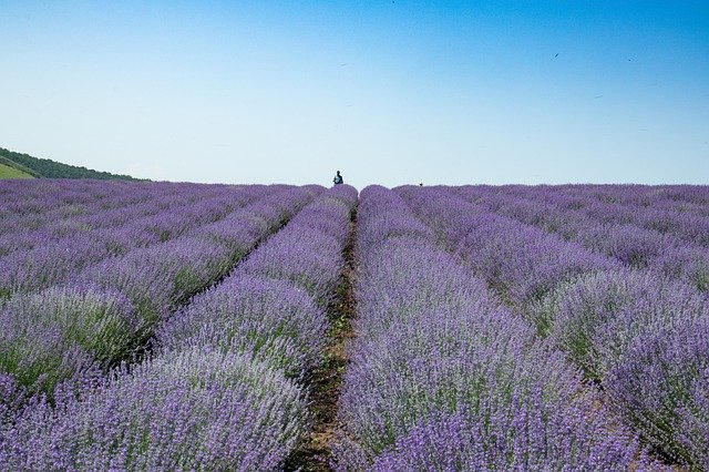 Free download Blooming Lavender Summer Purple -  free photo or picture to be edited with GIMP online image editor