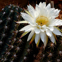 Blooming prickly cactus  screen for extension Chrome web store in OffiDocs Chromium
