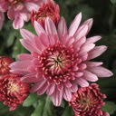 Blooming Red Pink Chrysanthemum  screen for extension Chrome web store in OffiDocs Chromium