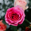 Blooming rose flowers in garden  screen for extension Chrome web store in OffiDocs Chromium