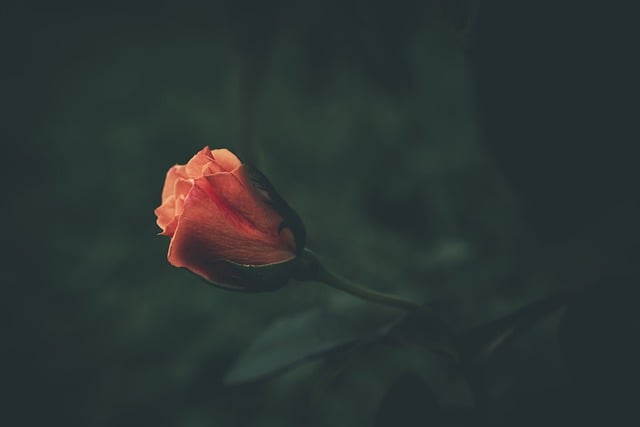 বিনামূল্যে ডাউনলোড করুন blooming rose rose কমলা গোলাপ বিনামূল্যে ছবি GIMP বিনামূল্যে অনলাইন ইমেজ সম্পাদক দ্বারা সম্পাদনা করা হবে