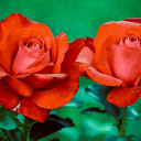 Blooming Roses  screen for extension Chrome web store in OffiDocs Chromium