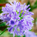 Blooming Small Purple Flower  screen for extension Chrome web store in OffiDocs Chromium