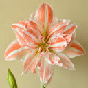 Blooming Soft White and Peach Lily  screen for extension Chrome web store in OffiDocs Chromium