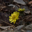 Blooming Yellow Flowers  screen for extension Chrome web store in OffiDocs Chromium