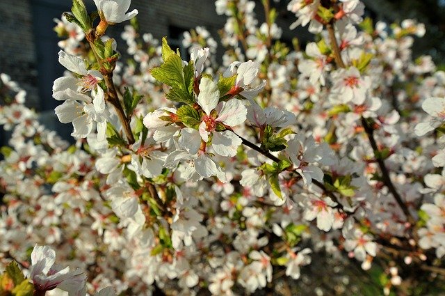 Free download Bloom Spring Flowers -  free photo or picture to be edited with GIMP online image editor
