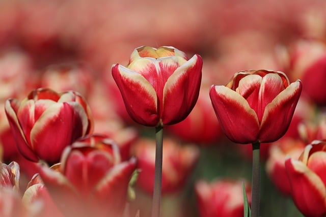 Free download bloom spring flowers garden flora free picture to be edited with GIMP free online image editor