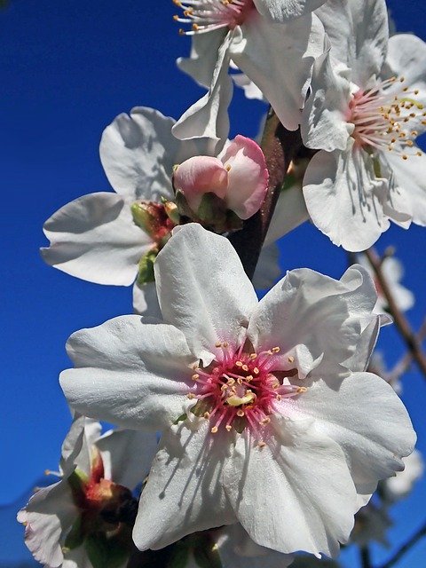 Free download Blossom Almond Spring -  free photo or picture to be edited with GIMP online image editor